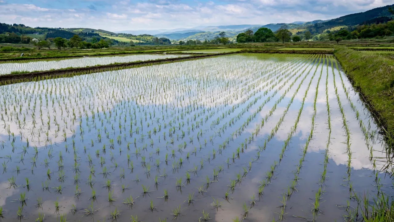 Rice Transplanting Density Calculation