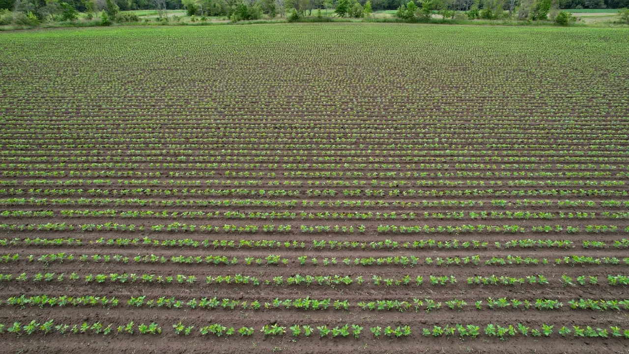 Soybean Planting Population Row Spacing