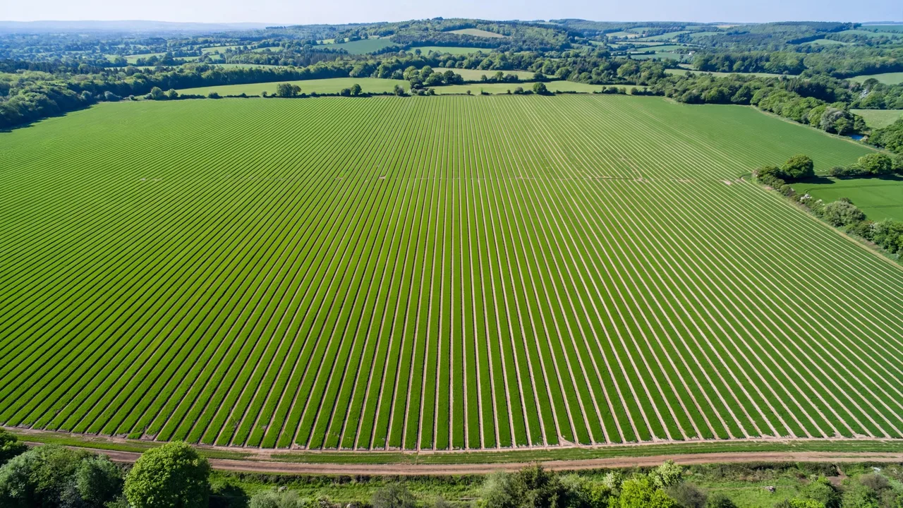 Plants Per Acre By Crop
