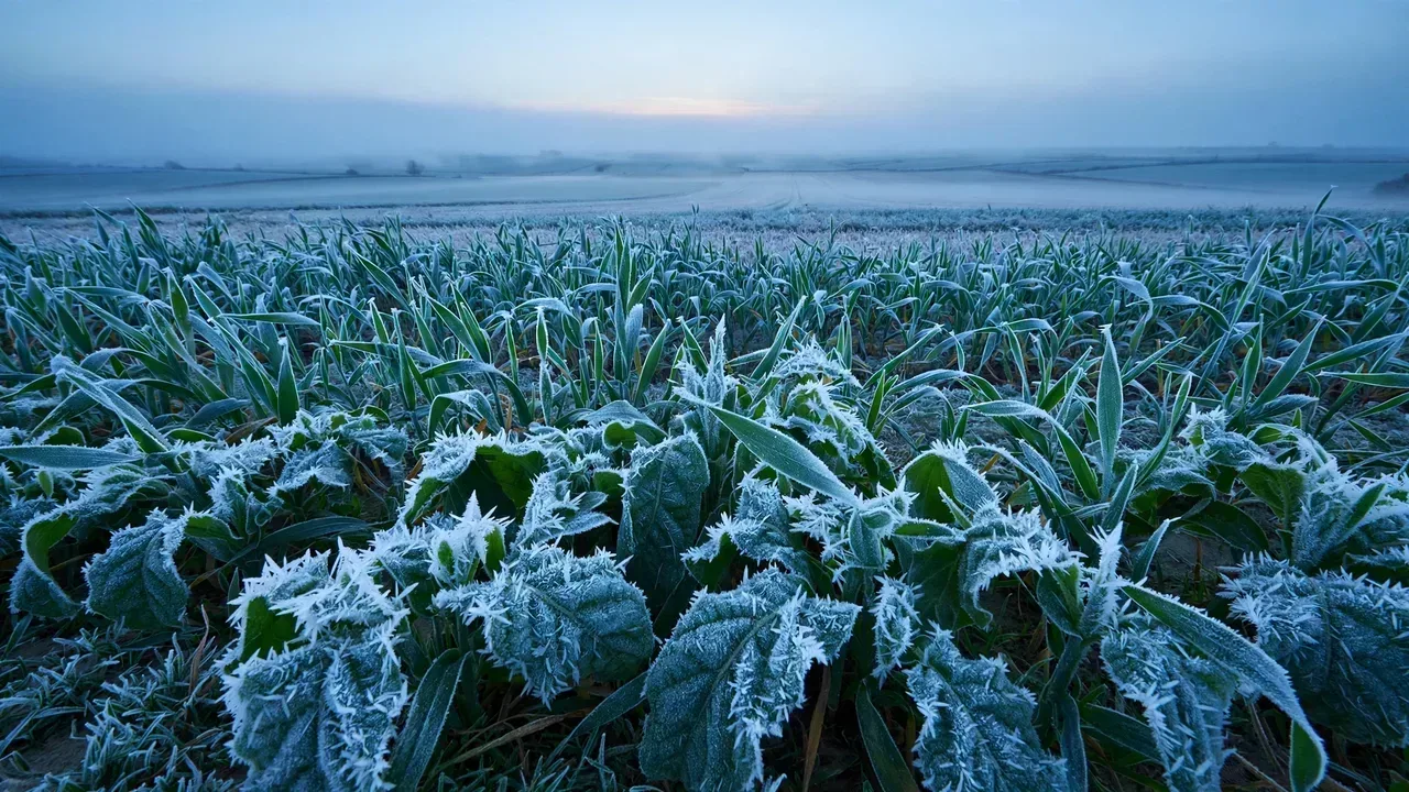 Frost Risk Calculator