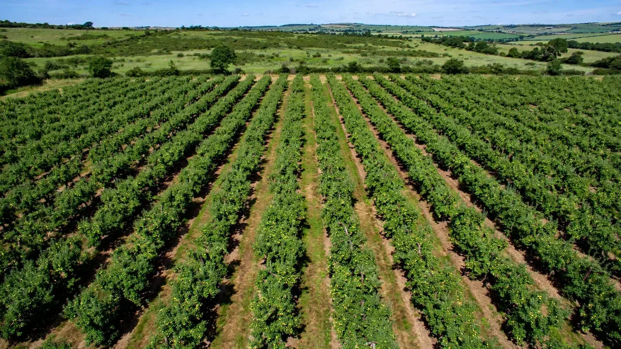 Orchard Spacing Calculator