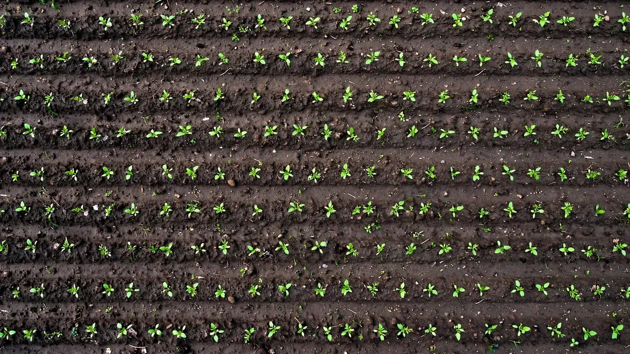 Seed Spacing Calculator
